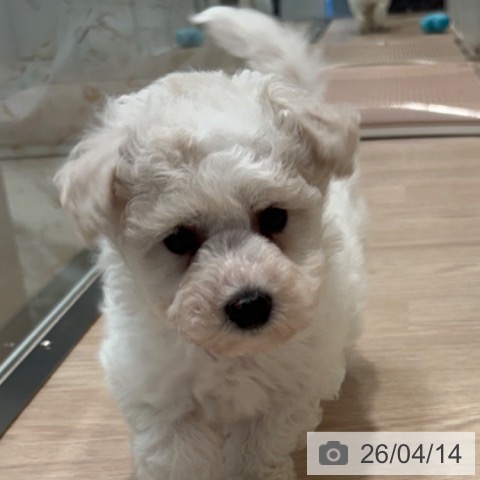 和歌山県のビションフリーゼ (ペットプラス 和歌山店/2026年2月9日生まれ/女の子/ホワイト)の子犬の3枚目の画像