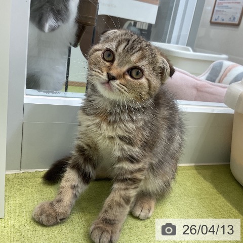 大阪府のスコティッシュフォールド (ペットプラス ららぽーと和泉店/2026年1月20日生まれ/女の子/ブラウンパッチドタビー)の子猫の4枚目の画像