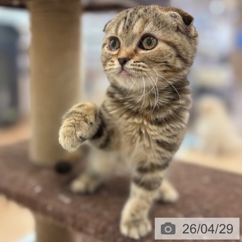 大阪府のスコティッシュフォールド (ペットプラス 大阪ドームシティ店/2026年1月20日生まれ/女の子/ブラウンパッチドタビー)の子猫の4枚目の画像