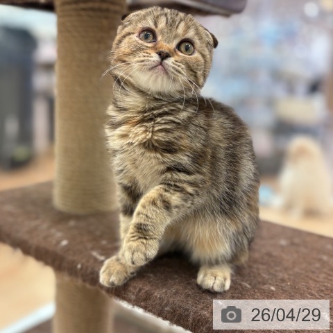 大阪府のスコティッシュフォールド (ペットプラス 大阪ドームシティ店/2026年1月20日生まれ/女の子/ブラウンパッチドタビー)の子猫の3枚目の画像