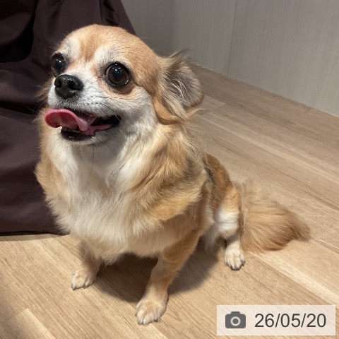 チワワの詳細情報 | PetPlus パートナードッグ&キャット
