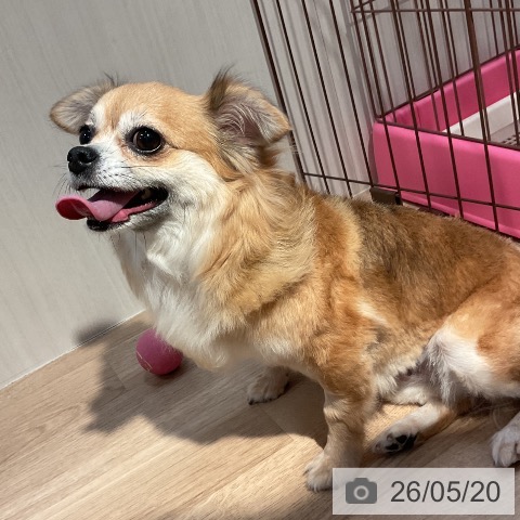 チワワの詳細情報 | PetPlus パートナードッグ&キャット