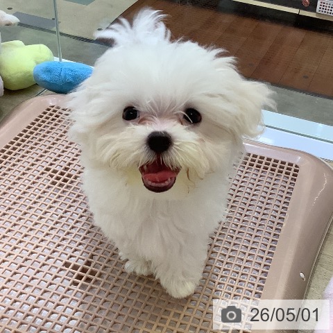 マルチーズの写真