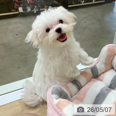マルチーズの写真