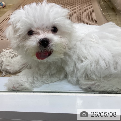 マルチーズの写真