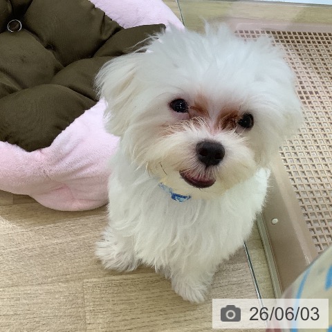 マルチーズの写真