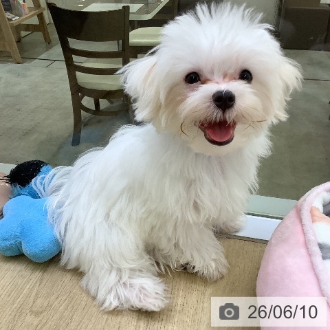 マルチーズの写真
