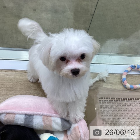 兵庫県のマルチーズ (ペットプラス 明石店/2026年2月10日生まれ/男の子/ホワイト)の子犬の4枚目の画像