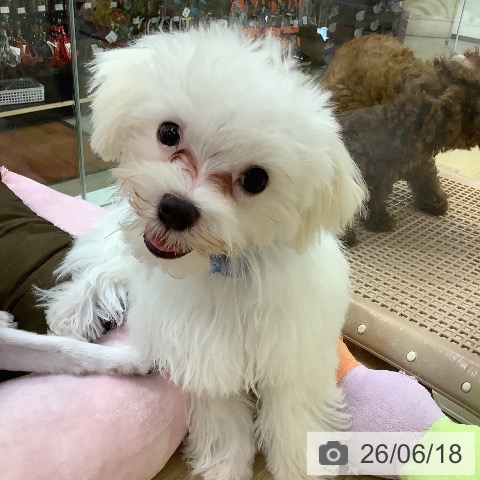 兵庫県のマルチーズ (ペットプラス 明石店/2026年2月10日生まれ/男の子/ホワイト)の子犬の4枚目の画像
