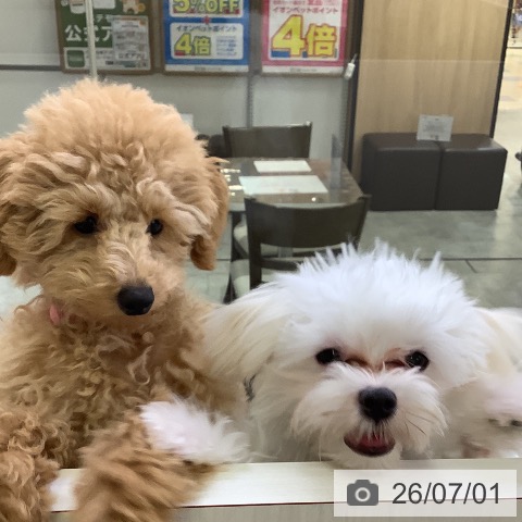 兵庫県のマルチーズ (ペットプラス 明石店/2026年2月10日生まれ/男の子/ホワイト)の子犬の3枚目の画像