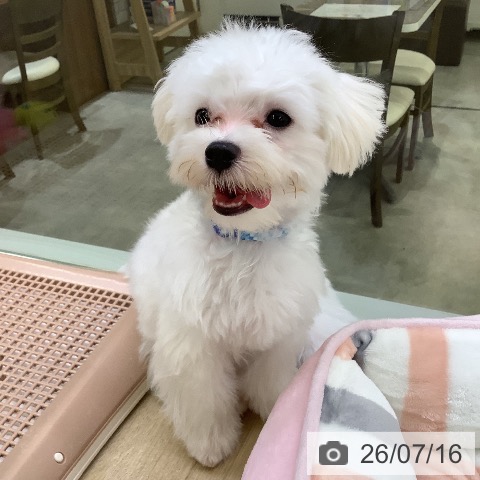 兵庫県のマルチーズ (ペットプラス 明石店/2026年2月10日生まれ/男の子/ホワイト)の子犬の4枚目の画像