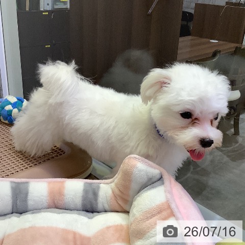 兵庫県のマルチーズ (ペットプラス 明石店/2026年2月10日生まれ/男の子/ホワイト)の子犬の3枚目の画像