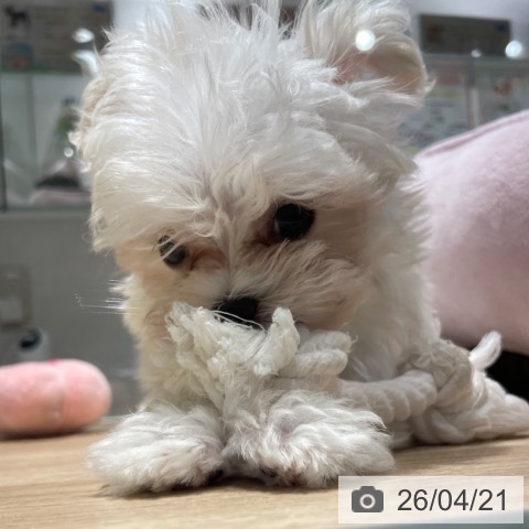 兵庫県のマルチーズ (ペットプラス 神戸三宮店/2026年2月10日生まれ/男の子/ホワイト)の子犬の3枚目の画像