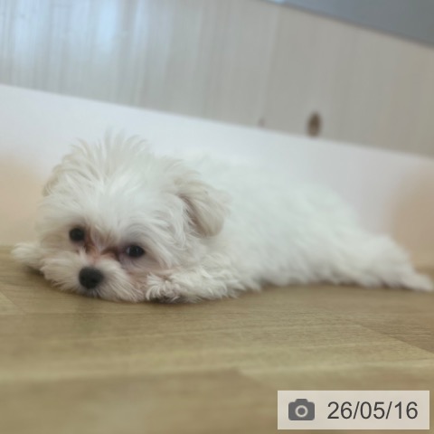 兵庫県のマルチーズ (ペットプラス 姫路大津店/2026年2月10日生まれ/男の子/ホワイト)の子犬の4枚目の画像