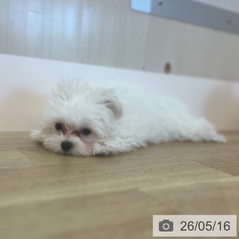 兵庫県のマルチーズ (ペットプラス 姫路大津店/2026年2月10日生まれ/男の子/ホワイト)の子犬の3枚目の画像