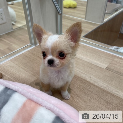 チワワの写真
