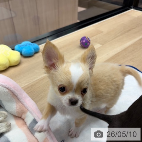 神奈川県のチワワ(ロング) (ペットプラス 海老名店/2026年2月9日生まれ/男の子/クリームホワイト)の子犬の4枚目の画像