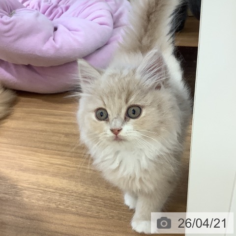 大阪府のラガマフィン (ペットプラス りんくう泉南店/2026年2月10日生まれ/男の子/クリームタビーホワイト)の子猫の4枚目の画像