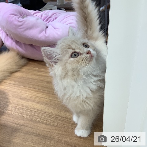 大阪府のラガマフィン (ペットプラス りんくう泉南店/2026年2月10日生まれ/男の子/クリームタビーホワイト)の子猫の3枚目の画像