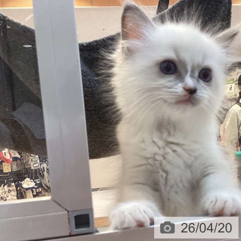 京都府のラグドール (ペットプラス イオンモールKYOTO店/2026年2月10日生まれ/男の子/ブルーポイント)の子猫の4枚目の画像