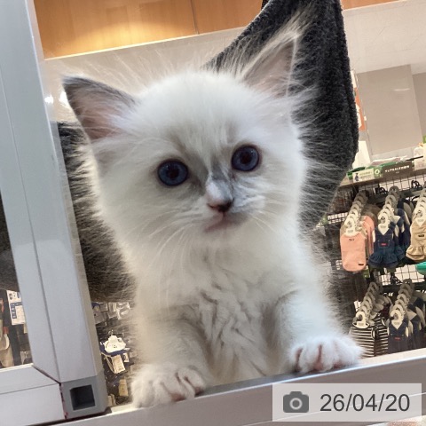 京都府のラグドール (ペットプラス イオンモールKYOTO店/2026年2月10日生まれ/男の子/ブルーポイント)の子猫の3枚目の画像