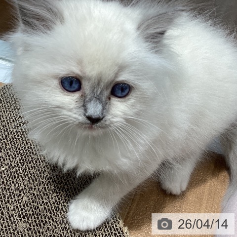大阪府のラグドール (ペットプラス りんくう泉南店/2026年2月10日生まれ/男の子/ブルーポイントミテッド)の子猫の3枚目の画像