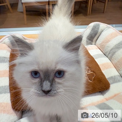 和歌山県のラグドール (ペットプラス 和歌山店/2026年2月10日生まれ/男の子/ブルーポイントミテッド)の子猫の4枚目の画像