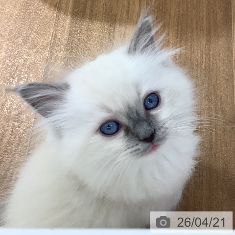 大阪府のラグドール (ペットプラス りんくう泉南店/2026年2月10日生まれ/男の子/ブルーポイントミテッド)の子猫の3枚目の画像