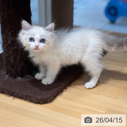 ラグドールの写真