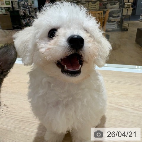 ビション・フリーゼの写真