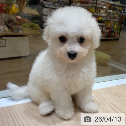 ビション・フリーゼの写真