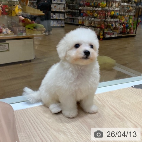 ビション・フリーゼの写真