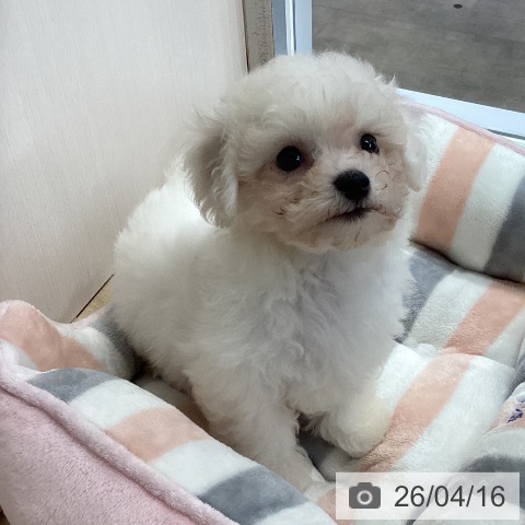 兵庫県のビションフリーゼ (ペットプラス 明石店/2026年2月7日生まれ/男の子/ホワイト)の子犬の4枚目の画像