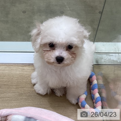 兵庫県のビションフリーゼ (ペットプラス 明石店/2026年2月7日生まれ/男の子/ホワイト)の子犬の3枚目の画像