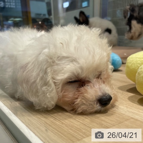 兵庫県のビションフリーゼ (ペットプラス 神戸三宮店/2026年2月7日生まれ/女の子/ホワイト)の子犬の4枚目の画像