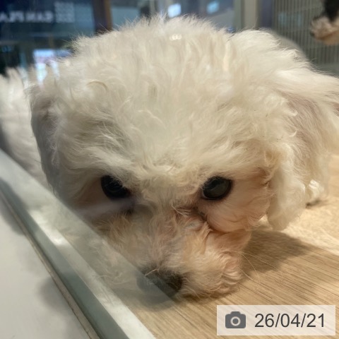 兵庫県のビションフリーゼ (ペットプラス 神戸三宮店/2026年2月7日生まれ/女の子/ホワイト)の子犬の3枚目の画像