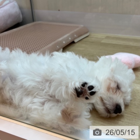 兵庫県のビションフリーゼ (ペットプラス 姫路大津店/2026年2月7日生まれ/女の子/ホワイト)の子犬の4枚目の画像