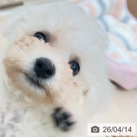 ビション・フリーゼの写真