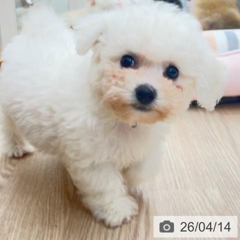 ビション・フリーゼの写真