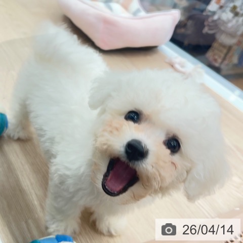 ビション・フリーゼの写真