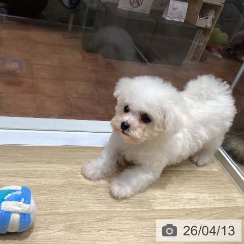 大阪府のビションフリーゼ (ペットプラス 四條畷店/2026年2月7日生まれ/女の子/ホワイト)の子犬の4枚目の画像