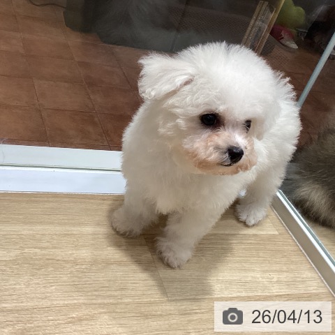 大阪府のビションフリーゼ (ペットプラス 四條畷店/2026年2月7日生まれ/女の子/ホワイト)の子犬の3枚目の画像