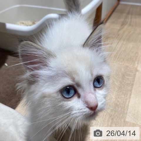 ラグドールの写真