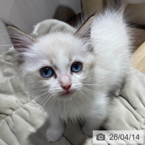 ラグドールの写真