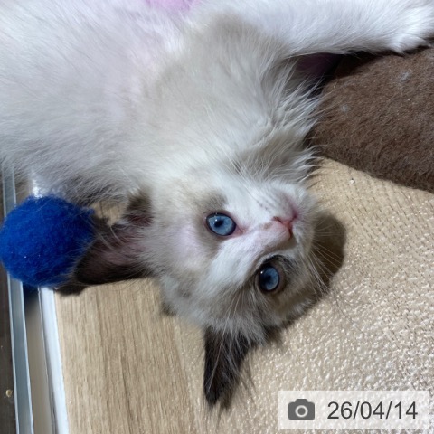 ラグドールの写真