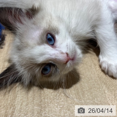 ラグドールの写真