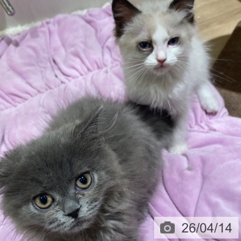 ラグドールの写真