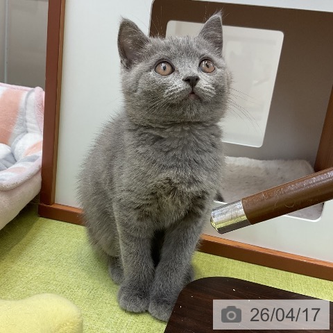 ブリティッシュショートヘアの写真