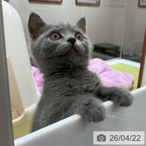 ブリティッシュショートヘアの写真