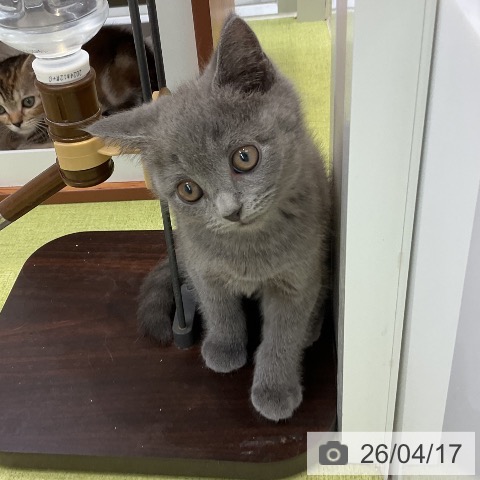 ブリティッシュショートヘアの写真